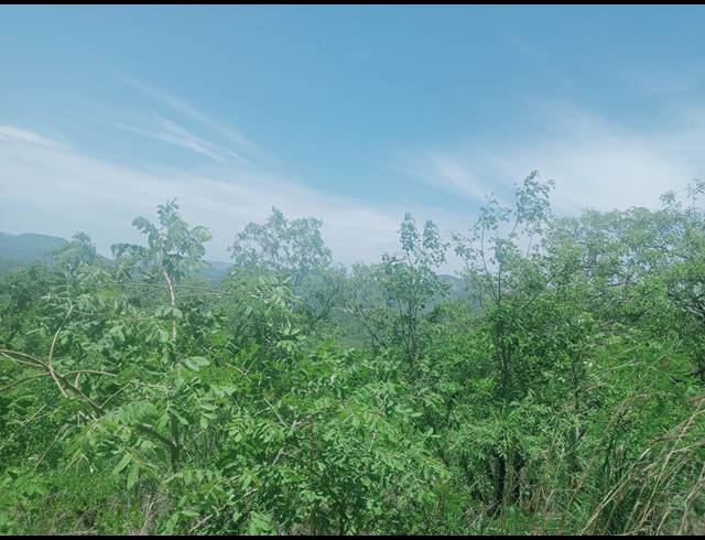 4.70HA SMALLHOLDING SOLD IN KARINO